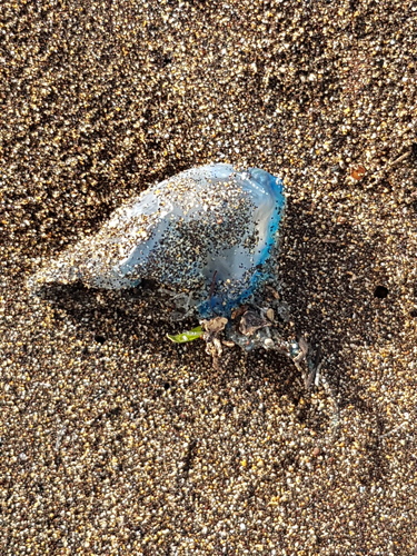 photo of Portuguese Man O' War (Physalia physalis)