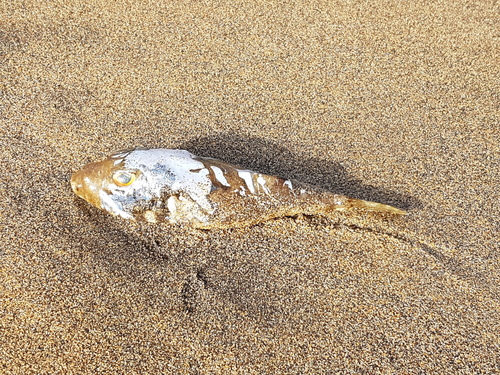 photo of Guinean Puffer (Sphoeroides marmoratus)