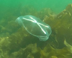 Staurostoma mertensii