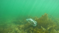 Staurostoma mertensii