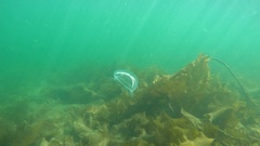 Staurostoma mertensii