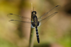 Erythrodiplax kimminsi