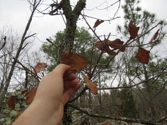 Quercus georgiana