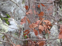 Quercus georgiana