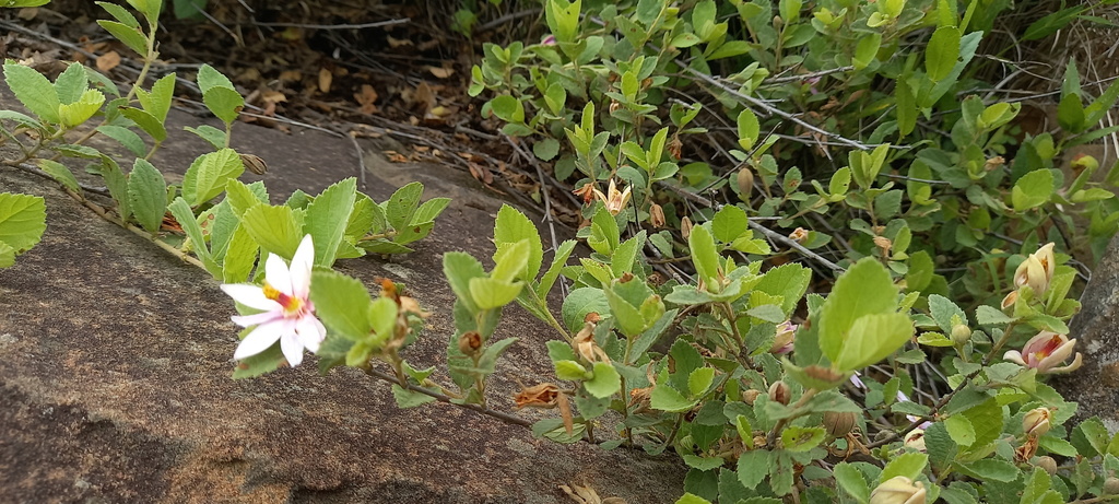 Drakensberg Raisin
