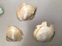 Utterbackiana suborbiculata