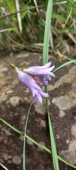 Dierama floriferum