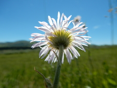 Erigeron glabellus