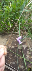 Dierama floriferum