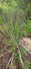 Dierama floriferum