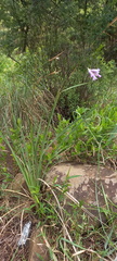 Dierama floriferum