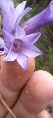 Dierama floriferum