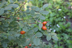 Rosa pulverulenta