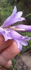 Dierama floriferum