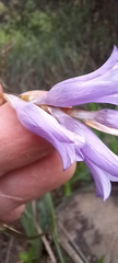Dierama floriferum