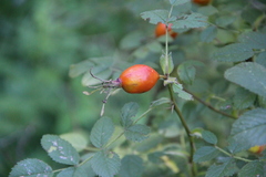 Rosa pulverulenta