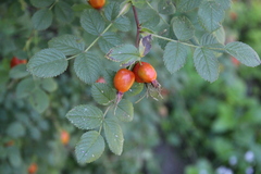 Rosa pulverulenta