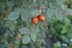 Rosa pulverulenta