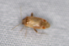 Hamatophylus guttulosus