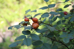 Rosa pulverulenta