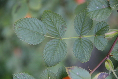 Rosa pulverulenta
