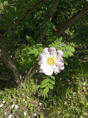 Rosa roxburghii