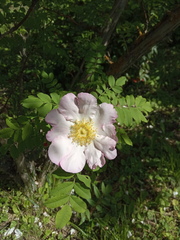 Rosa roxburghii