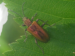 Plateumaris discolor