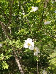 Rosa roxburghii