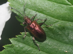 Plateumaris discolor