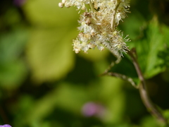 Filipendula vestita