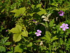 Filipendula vestita