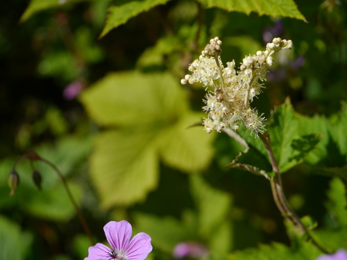 Filipendula vestita, photograph 2