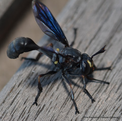 Physocephala floridana