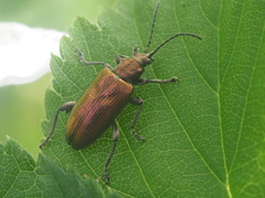 Plateumaris discolor