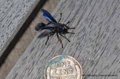 Physocephala floridana