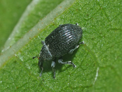 Anoplus