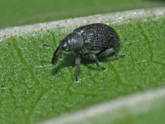 Anoplus