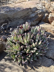 Machairophyllum bijliae