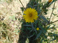 Helminthotheca echioides