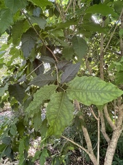 Bunchosia argentea
