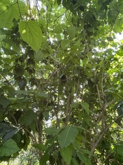 Bunchosia argentea
