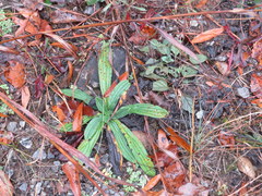 Lithospermum decipiens