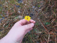 Coreopsis grandiflora inclinata