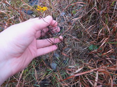 Coreopsis grandiflora inclinata