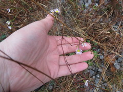 Erigeron dolomiticola