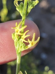 Manulea obovata
