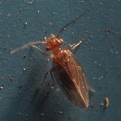 Ectopsocopsis cryptomeriae