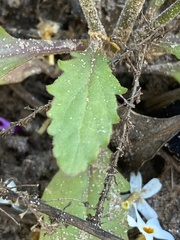 Manulea obovata
