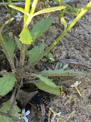 Manulea obovata